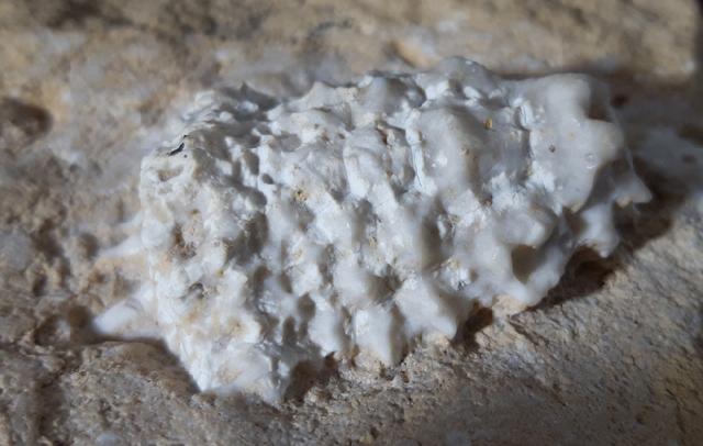 Teleiocrinus rudis (HALL 1859) - Bild &copy; FossNet FossilienStore